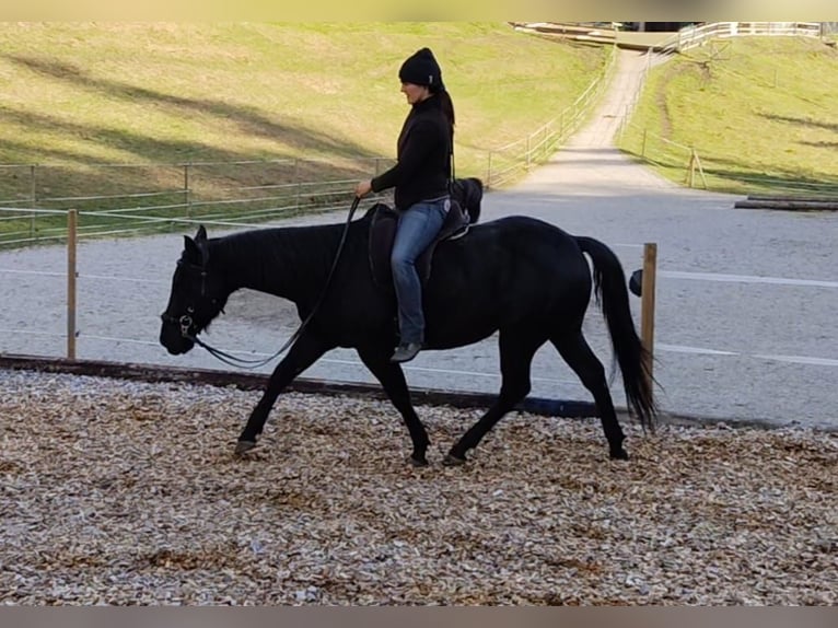 American Quarter Horse Castrone 8 Anni 144 cm Morello in Land-Übelbach