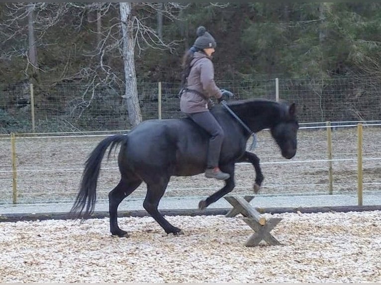 American Quarter Horse Castrone 8 Anni 144 cm Morello in Land-Übelbach