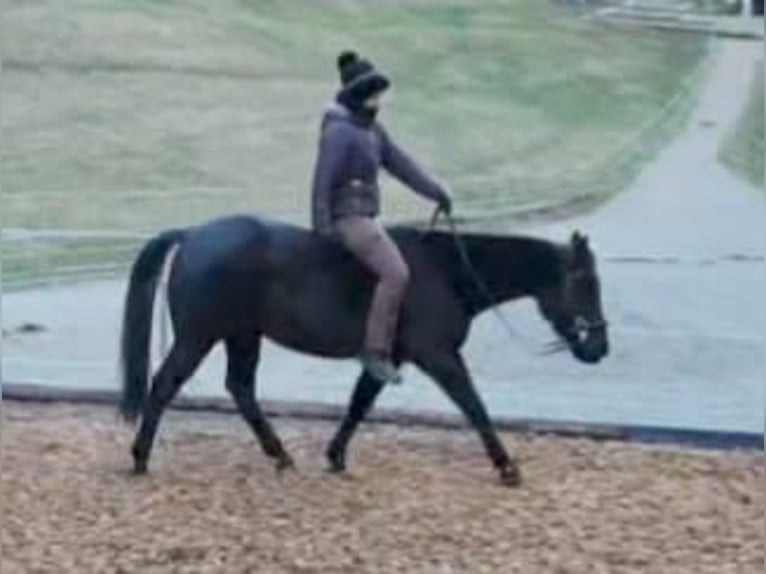 American Quarter Horse Castrone 8 Anni 144 cm Morello in Land-Übelbach