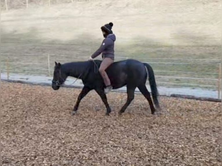 American Quarter Horse Castrone 8 Anni 144 cm Morello in Land-Übelbach