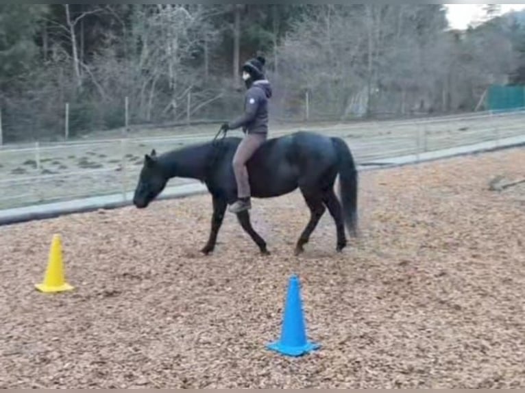 American Quarter Horse Castrone 8 Anni 144 cm Morello in Land-Übelbach