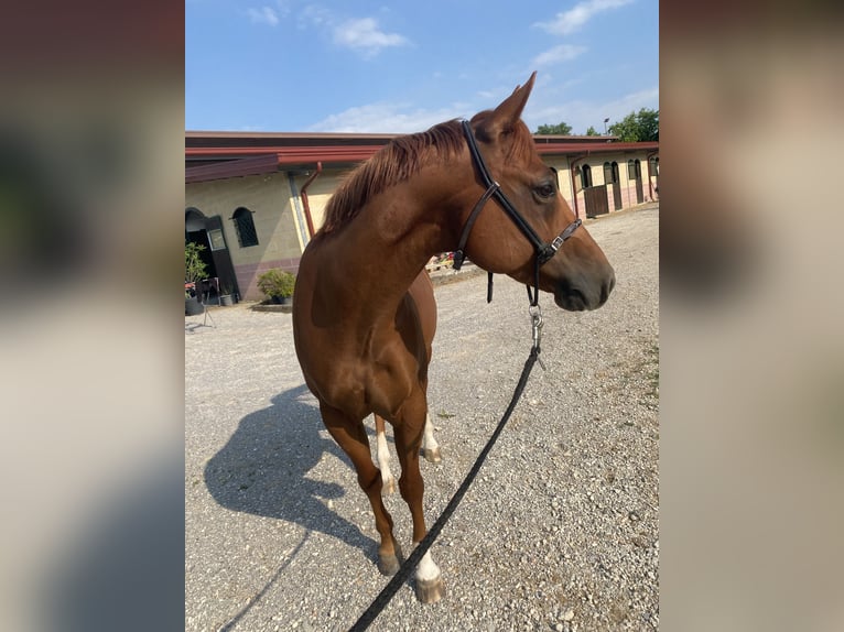 American Quarter Horse Castrone 8 Anni 144 cm Sauro in Collalto