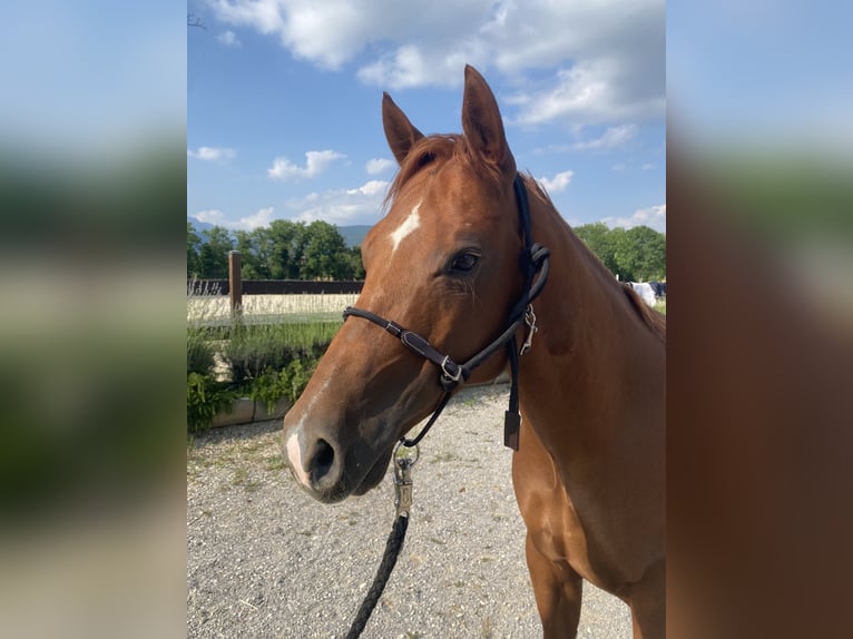 American Quarter Horse Castrone 8 Anni 144 cm Sauro in Collalto