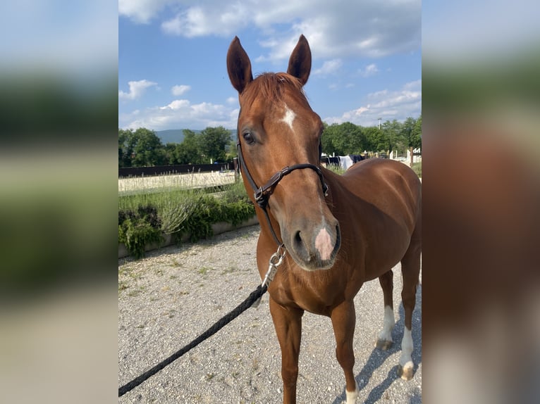 American Quarter Horse Castrone 8 Anni 144 cm Sauro in Collalto