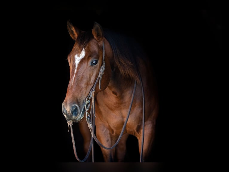 American Quarter Horse Castrone 8 Anni 145 cm Baio ciliegia in Weatherford TX