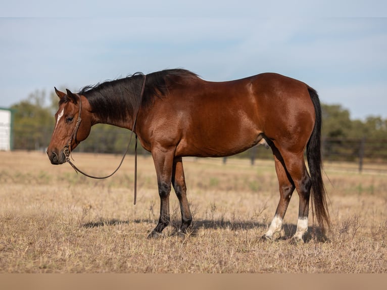 American Quarter Horse Castrone 8 Anni 145 cm Baio ciliegia in Weatherford TX