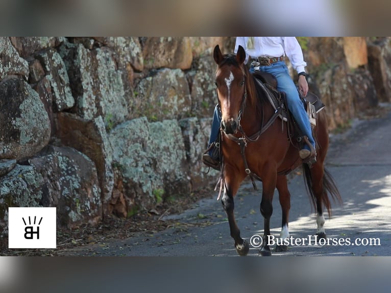 American Quarter Horse Castrone 8 Anni 145 cm Baio ciliegia in Weatherford TX