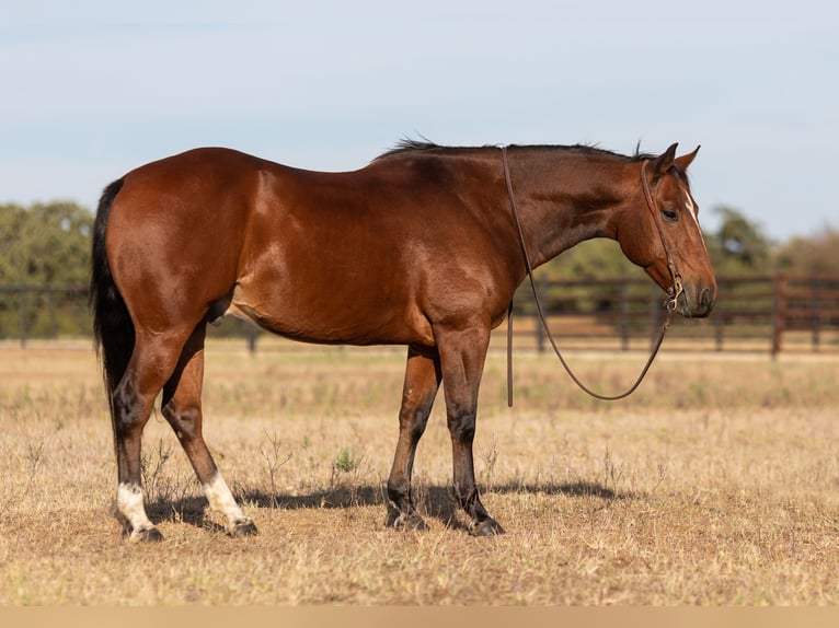 American Quarter Horse Castrone 8 Anni 145 cm Baio ciliegia in Weatherford TX