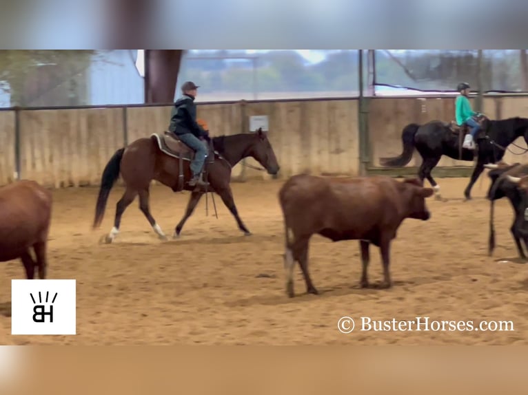 American Quarter Horse Castrone 8 Anni 145 cm Baio ciliegia in Weatherford TX