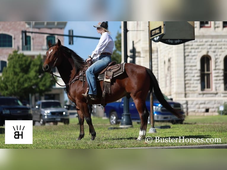 American Quarter Horse Castrone 8 Anni 145 cm Baio ciliegia in Weatherford TX