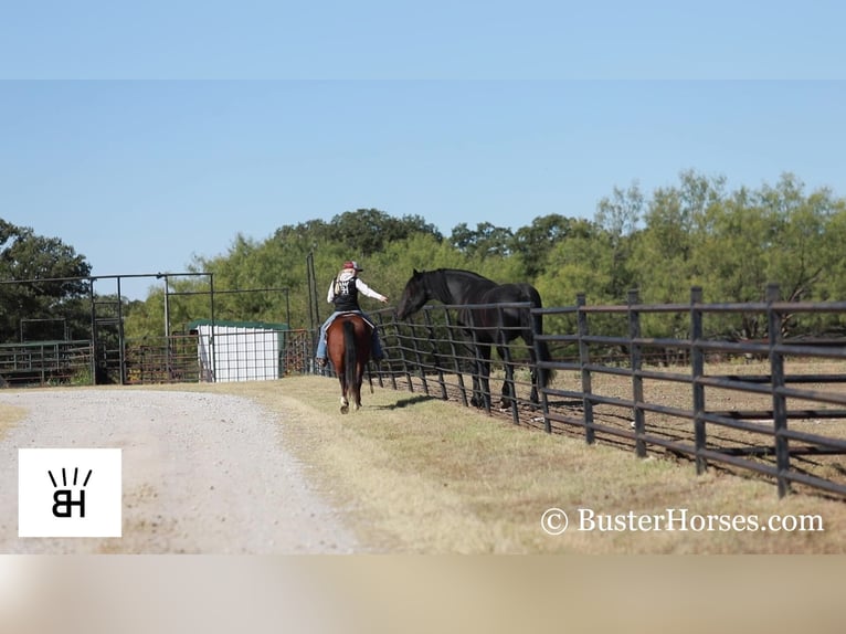 American Quarter Horse Castrone 8 Anni 145 cm Baio ciliegia in Weatherford TX