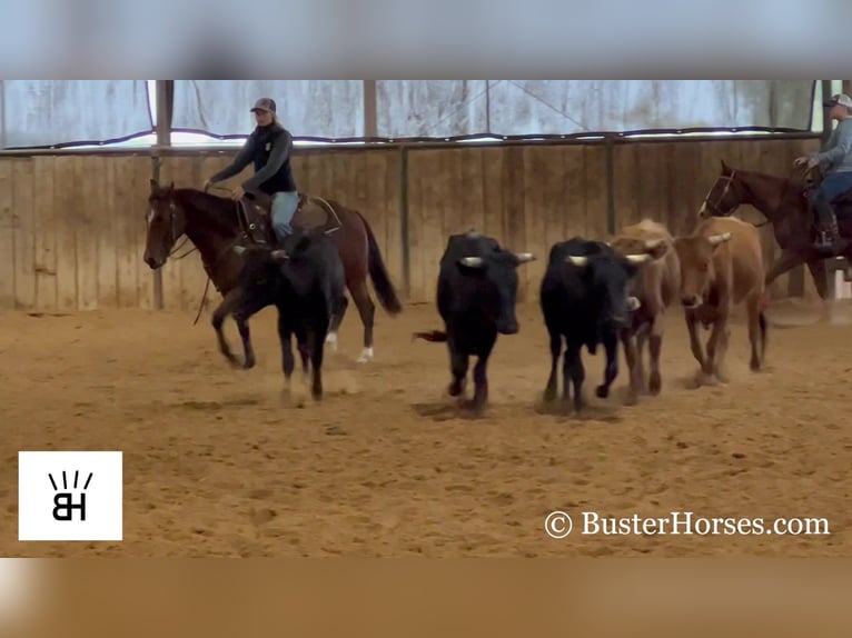 American Quarter Horse Castrone 8 Anni 145 cm Baio ciliegia in Weatherford TX