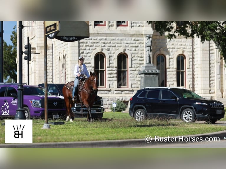 American Quarter Horse Castrone 8 Anni 145 cm Baio ciliegia in Weatherford TX