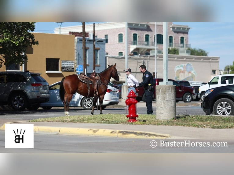 American Quarter Horse Castrone 8 Anni 145 cm Baio ciliegia in Weatherford TX