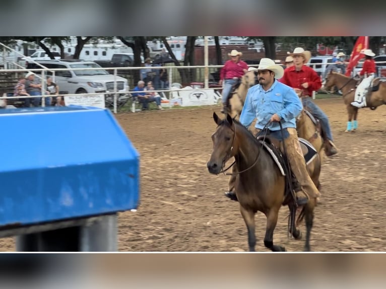 American Quarter Horse Castrone 8 Anni 145 cm Baio ciliegia in Stephenville tx