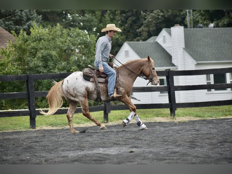 American Quarter Horse Castrone 8 Anni 145 cm Baio roano in Sweet Springs MO