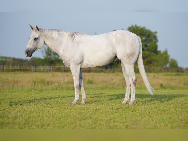 American Quarter Horse Castrone 8 Anni 145 cm Grigio in Weatherford TX