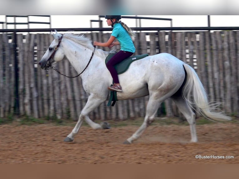 American Quarter Horse Castrone 8 Anni 145 cm Grigio in Weatherford TX