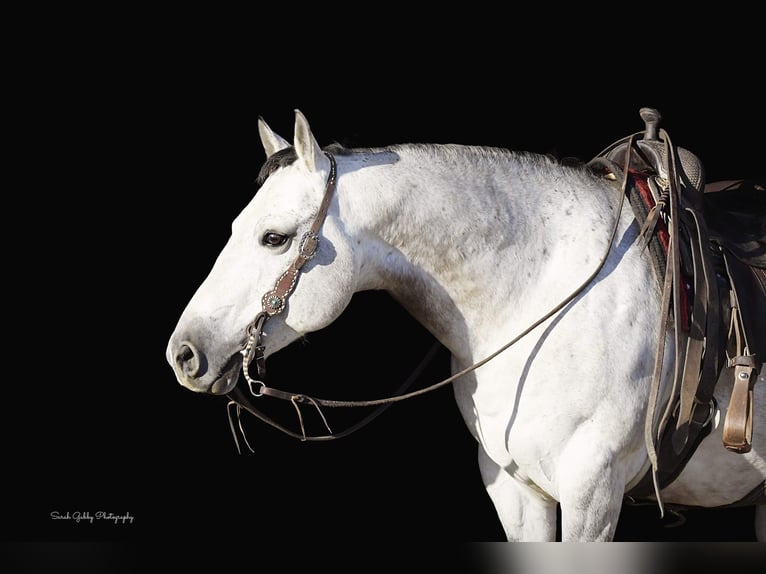 American Quarter Horse Castrone 8 Anni 145 cm Grigio pezzato in Fairbank IA