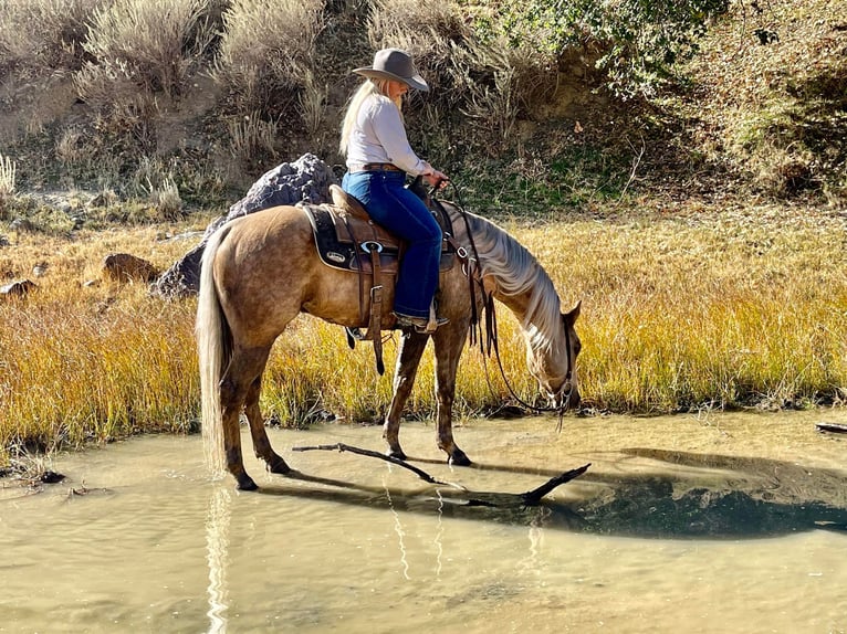 American Quarter Horse Castrone 8 Anni 145 cm Palomino in Bitterwater CA