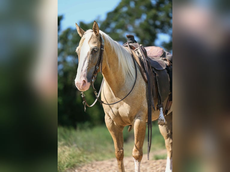 American Quarter Horse Castrone 8 Anni 145 cm Palomino in Cole Camp MO