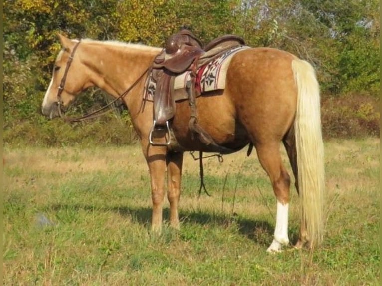 American Quarter Horse Castrone 8 Anni 145 cm Palomino in Effingham IL