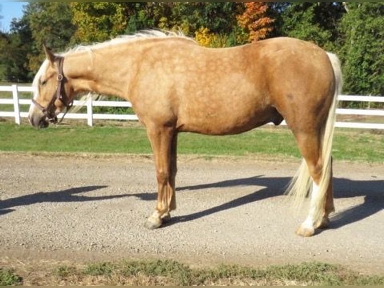 American Quarter Horse Castrone 8 Anni 145 cm Palomino in Effingham IL