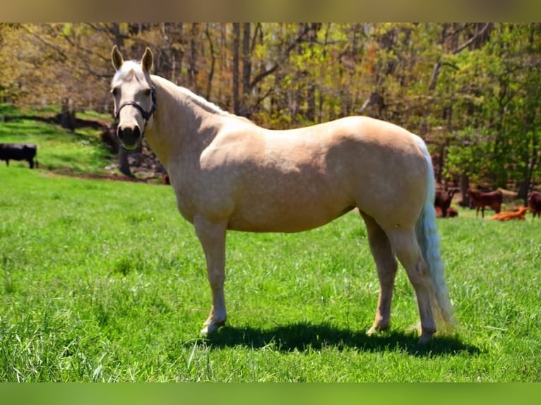 American Quarter Horse Castrone 8 Anni 145 cm Palomino in Galax, VA