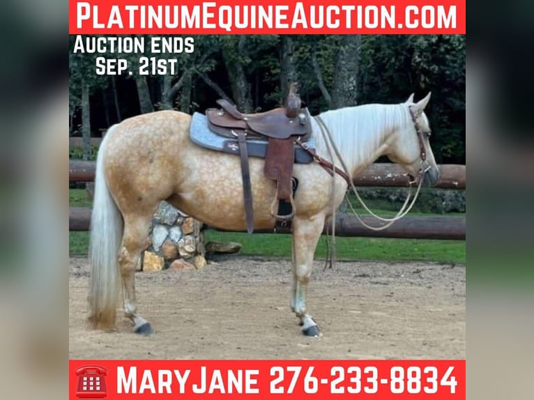 American Quarter Horse Castrone 8 Anni 145 cm Palomino in Galax, VA