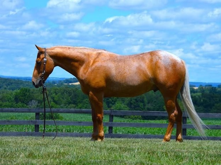 American Quarter Horse Castrone 8 Anni 145 cm Palomino in Fredericksburg, OH