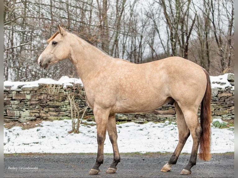 American Quarter Horse Castrone 8 Anni 145 cm Pelle di daino in Everette PA