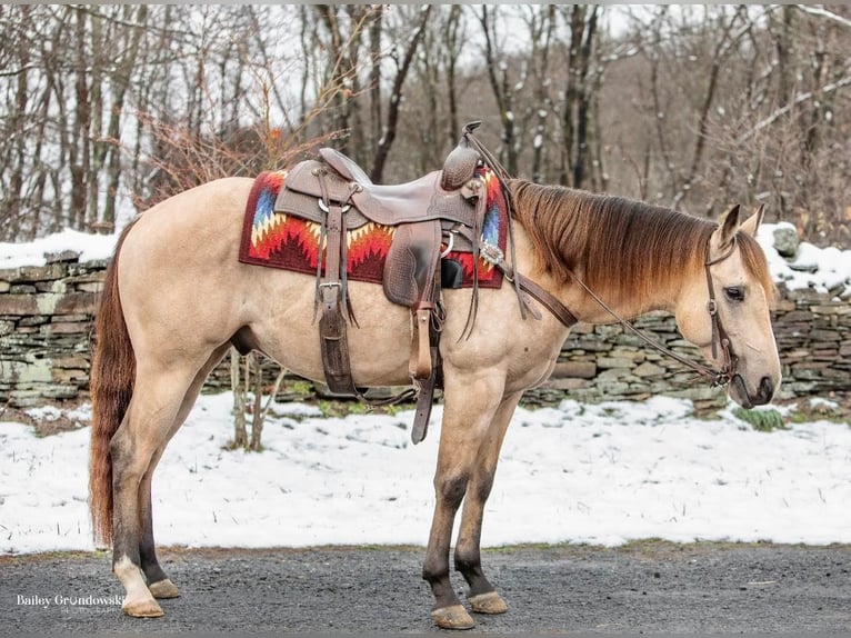 American Quarter Horse Castrone 8 Anni 145 cm Pelle di daino in Everette PA