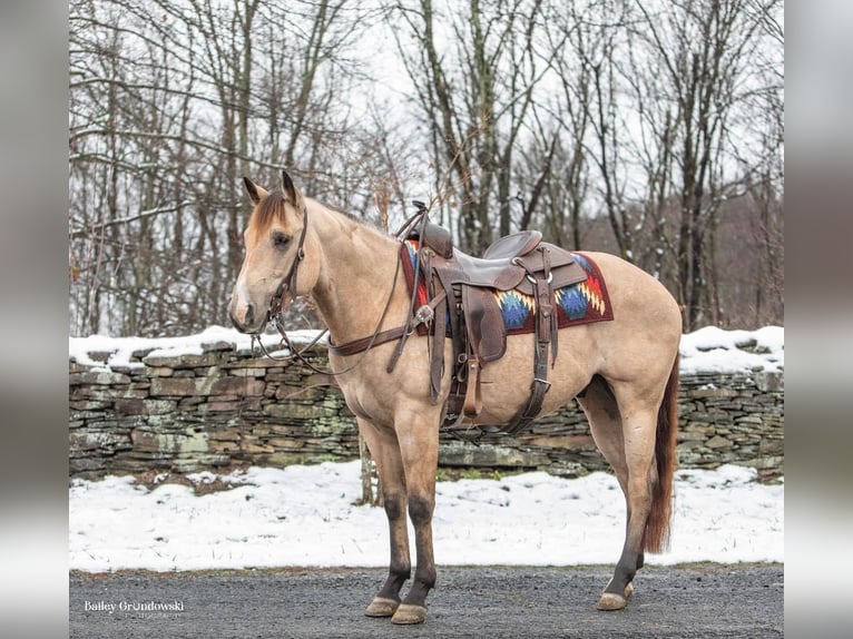 American Quarter Horse Castrone 8 Anni 145 cm Pelle di daino in Everette PA