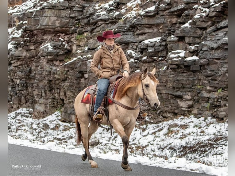 American Quarter Horse Castrone 8 Anni 145 cm Pelle di daino in Everette PA