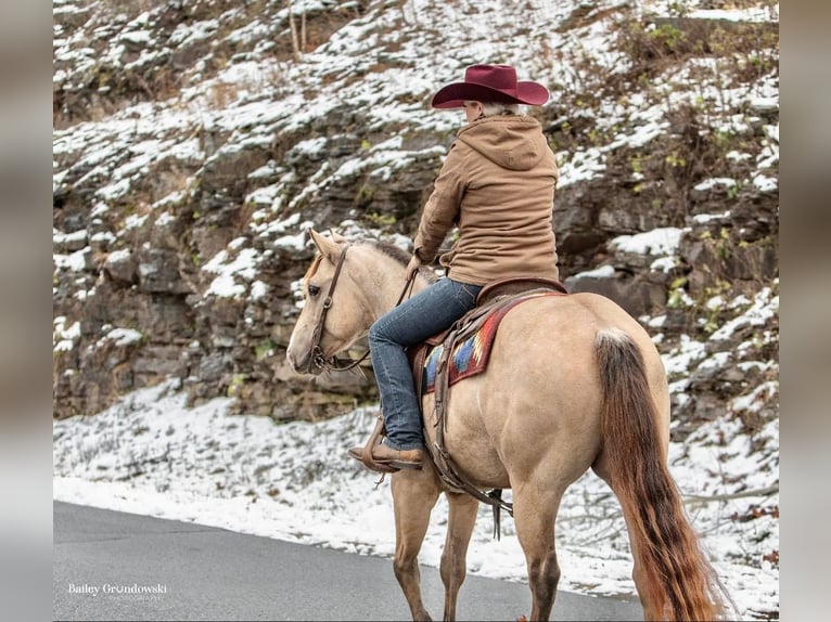 American Quarter Horse Castrone 8 Anni 145 cm Pelle di daino in Everette PA