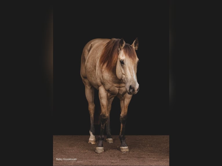 American Quarter Horse Castrone 8 Anni 145 cm Pelle di daino in Everette PA