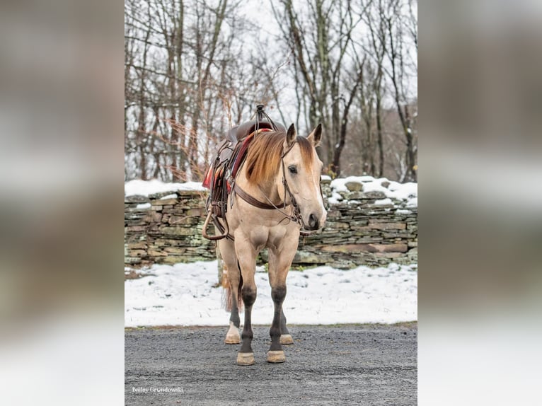 American Quarter Horse Castrone 8 Anni 145 cm Pelle di daino in Everette PA