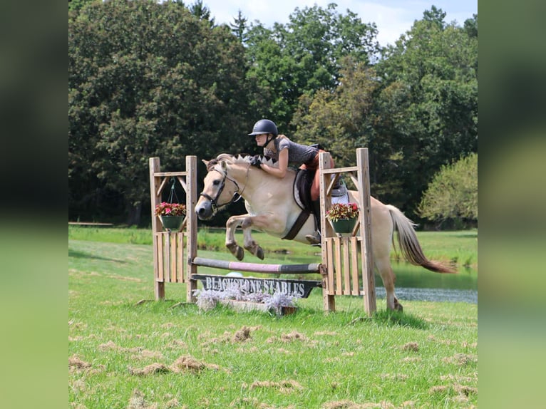 American Quarter Horse Castrone 8 Anni 145 cm Pelle di daino in Howell, MI