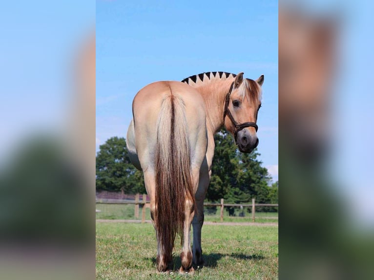 American Quarter Horse Castrone 8 Anni 145 cm Pelle di daino in Howell, MI
