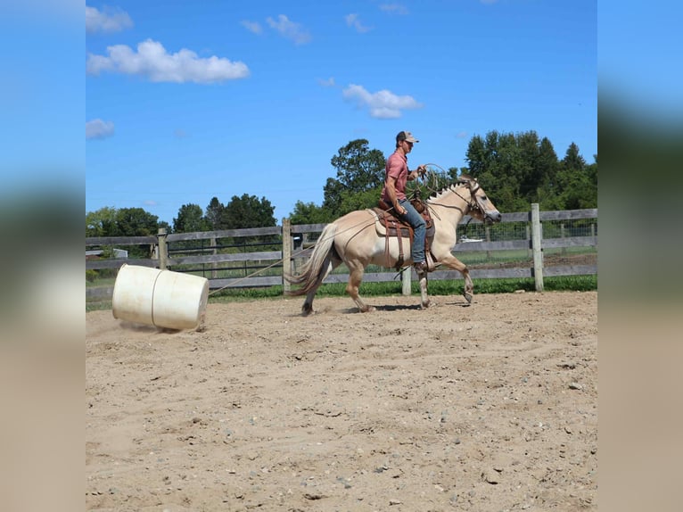 American Quarter Horse Castrone 8 Anni 145 cm Pelle di daino in Howell, MI