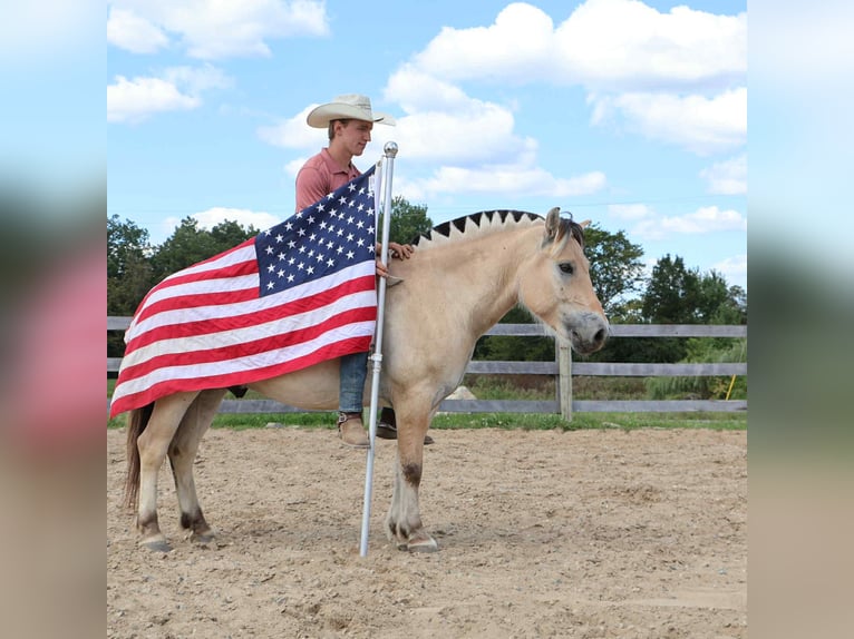American Quarter Horse Castrone 8 Anni 145 cm Pelle di daino in Howell, MI