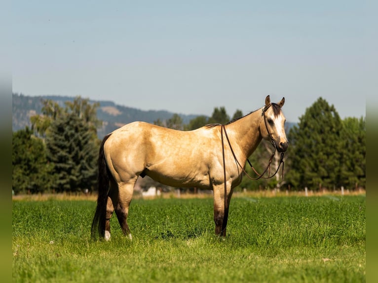 American Quarter Horse Castrone 8 Anni 145 cm Pelle di daino in Wickenburg AZ