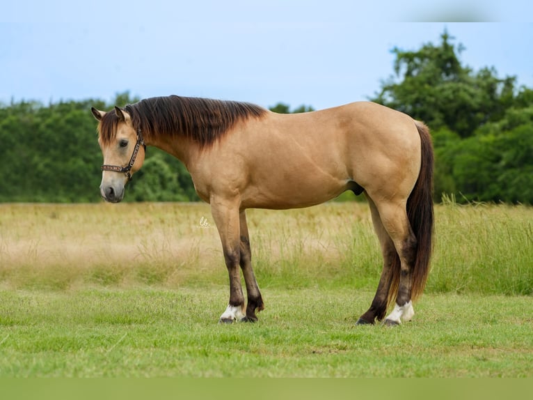 American Quarter Horse Castrone 8 Anni 145 cm Pelle di daino in Terrell, TX