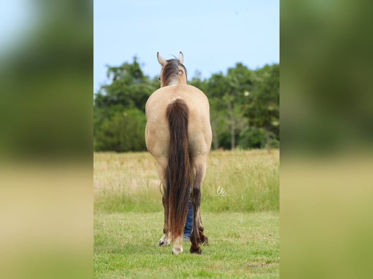 American Quarter Horse Castrone 8 Anni 145 cm Pelle di daino in Terrell, TX