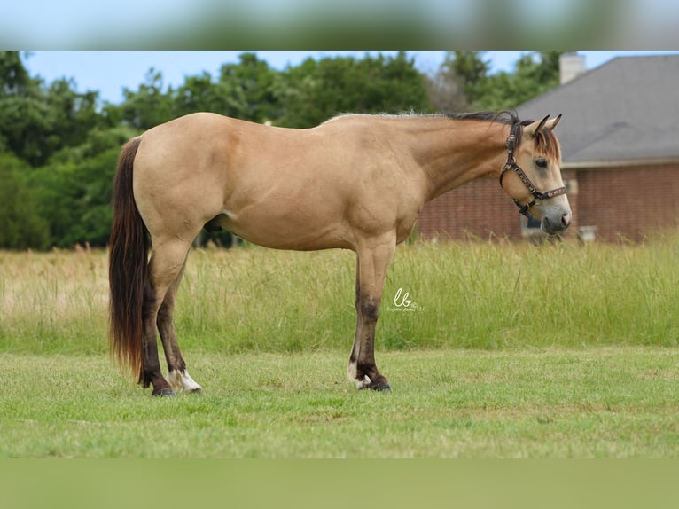 American Quarter Horse Castrone 8 Anni 145 cm Pelle di daino in Terrell, TX