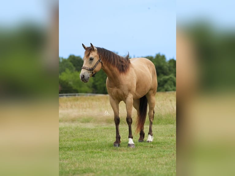 American Quarter Horse Castrone 8 Anni 145 cm Pelle di daino in Terrell, TX