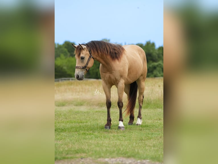 American Quarter Horse Castrone 8 Anni 145 cm Pelle di daino in Terrell, TX