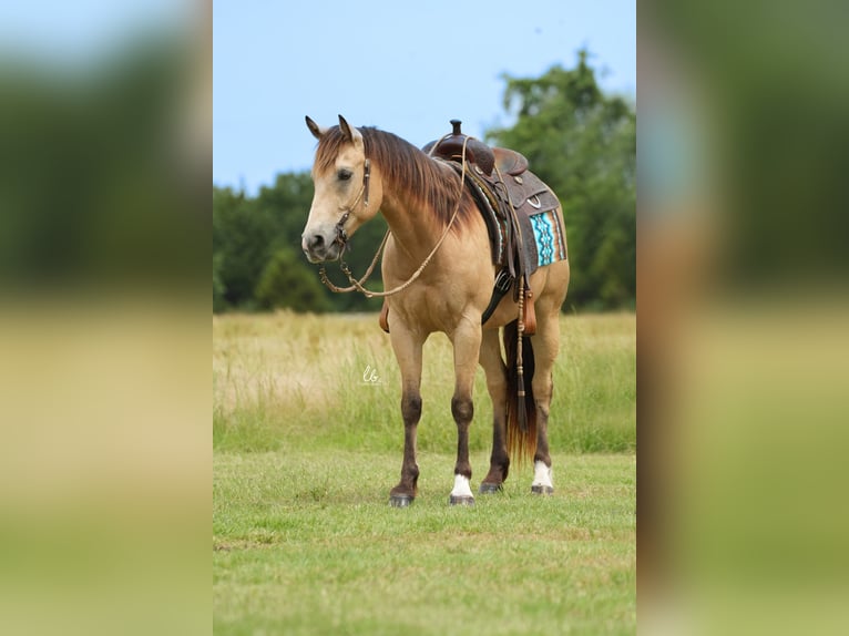 American Quarter Horse Castrone 8 Anni 145 cm Pelle di daino in Terrell, TX