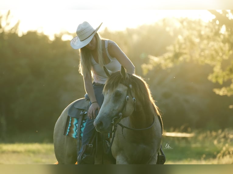 American Quarter Horse Castrone 8 Anni 145 cm Pelle di daino in Terrell, TX