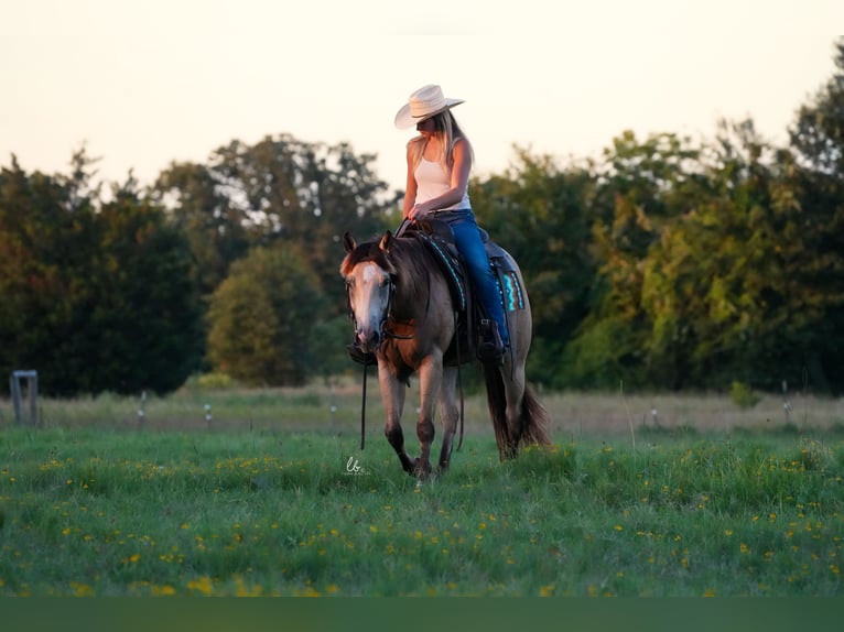 American Quarter Horse Castrone 8 Anni 145 cm Pelle di daino in Terrell, TX